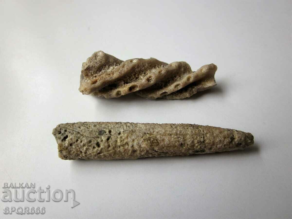 FOSSILS - MARINE TUBEWORMS with price 10.00 BGN | € 5.11 FOSSILS - MARINE TUBEWORMS with price 10.00 BGN | € 5.11