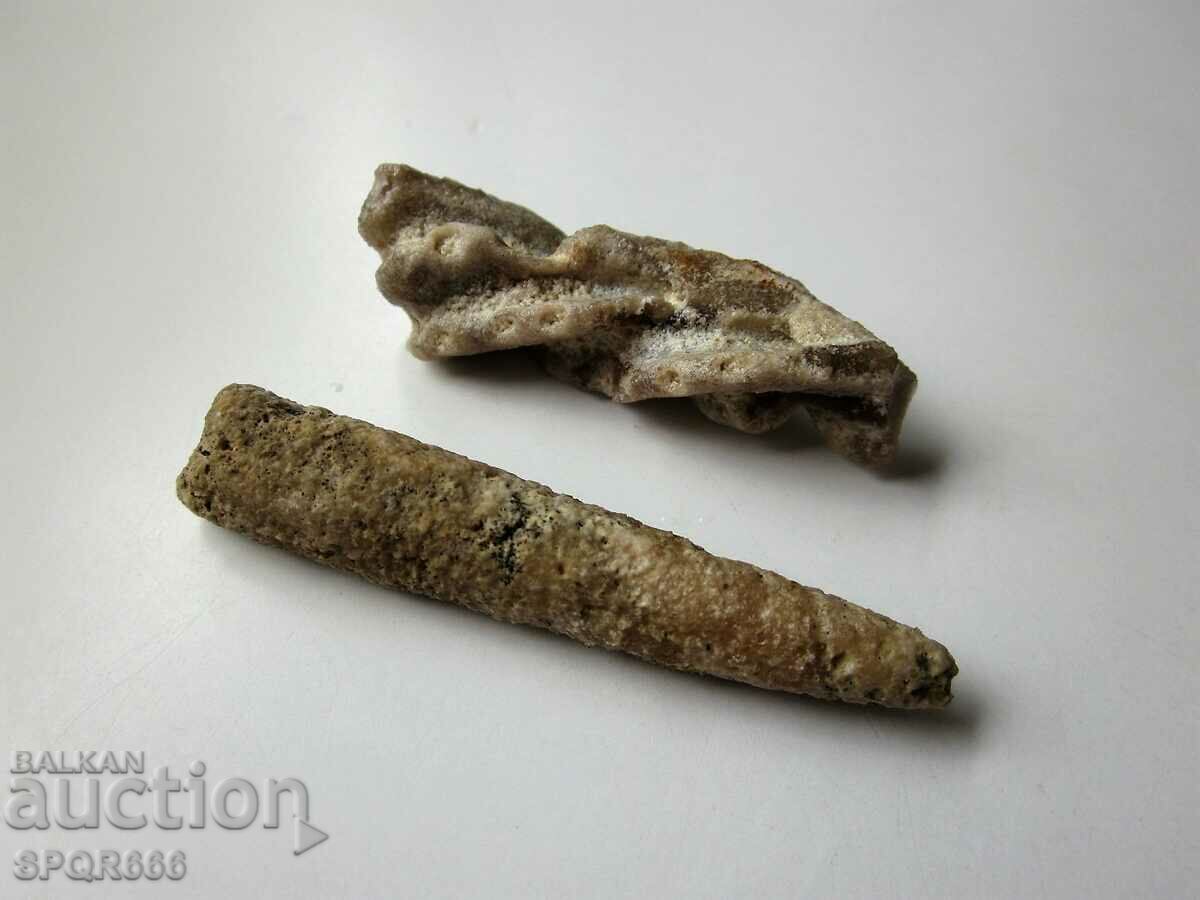 Delivery of FOSSILS - MARINE TUBEWORMS Delivery of FOSSILS - MARINE TUBEWORMS