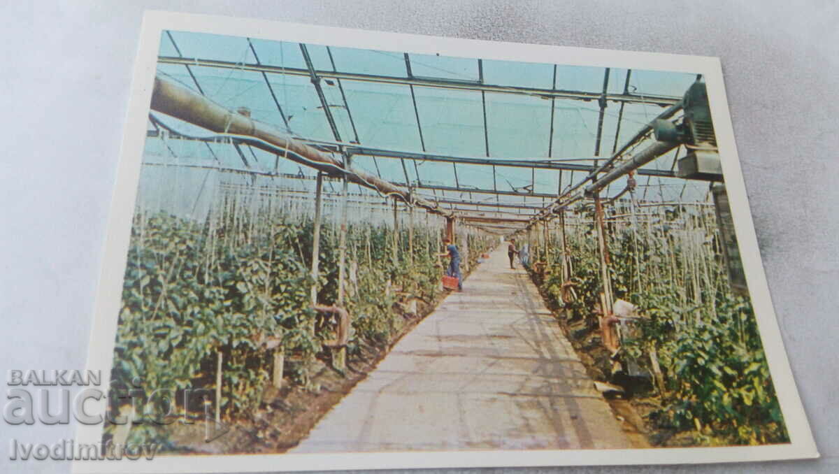 Postcard Svilengrad Greenhouses 1977
