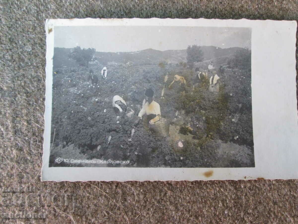 FRESH ROSEBERRY - KARLOVSKO with price 10.00 BGN | € 5.11 FRESH ROSEBERRY - KARLOVSKO with price 10.00 BGN | € 5.11