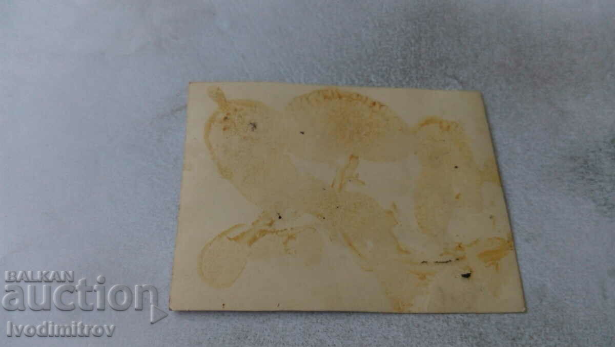 Photo Girls on the grass with price 0.85 BGN | € 0.43 Photo Girls on the grass with price 0.85 BGN | € 0.43