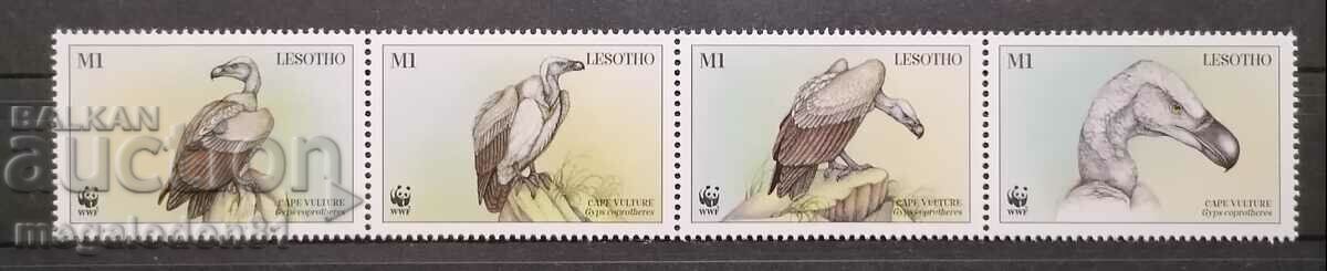 Lesotho - fauna WWF, vultur