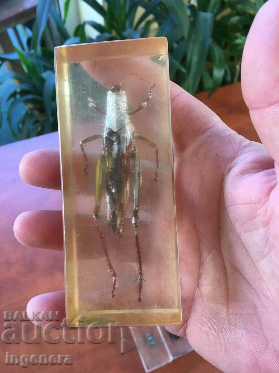 RESIN CAST INSECT LOCUST-11 X 5 X 3 CM FROM COLLECTION