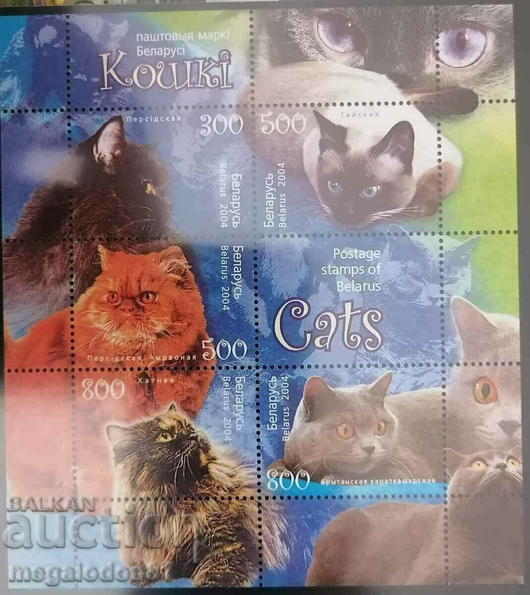 Belarus - cats