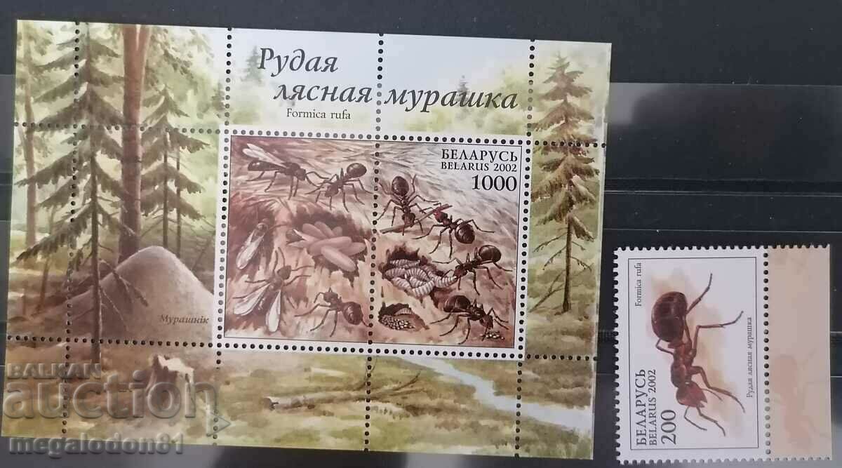 Belarus - insecte, furnici