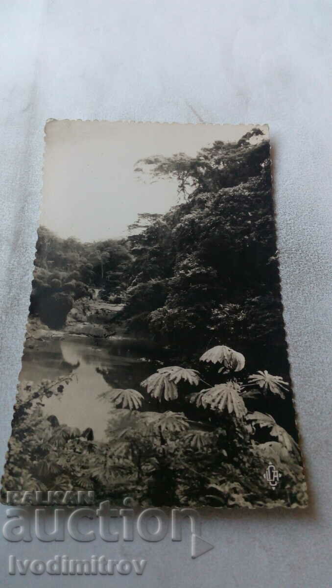 Postcard R. E. F. Paysage du Mayombe