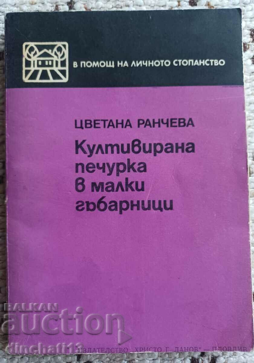 Καλλιεργημένο μανιτάρι σε μικρά μανιταρόσπιτα: Tsvetana Rancheva