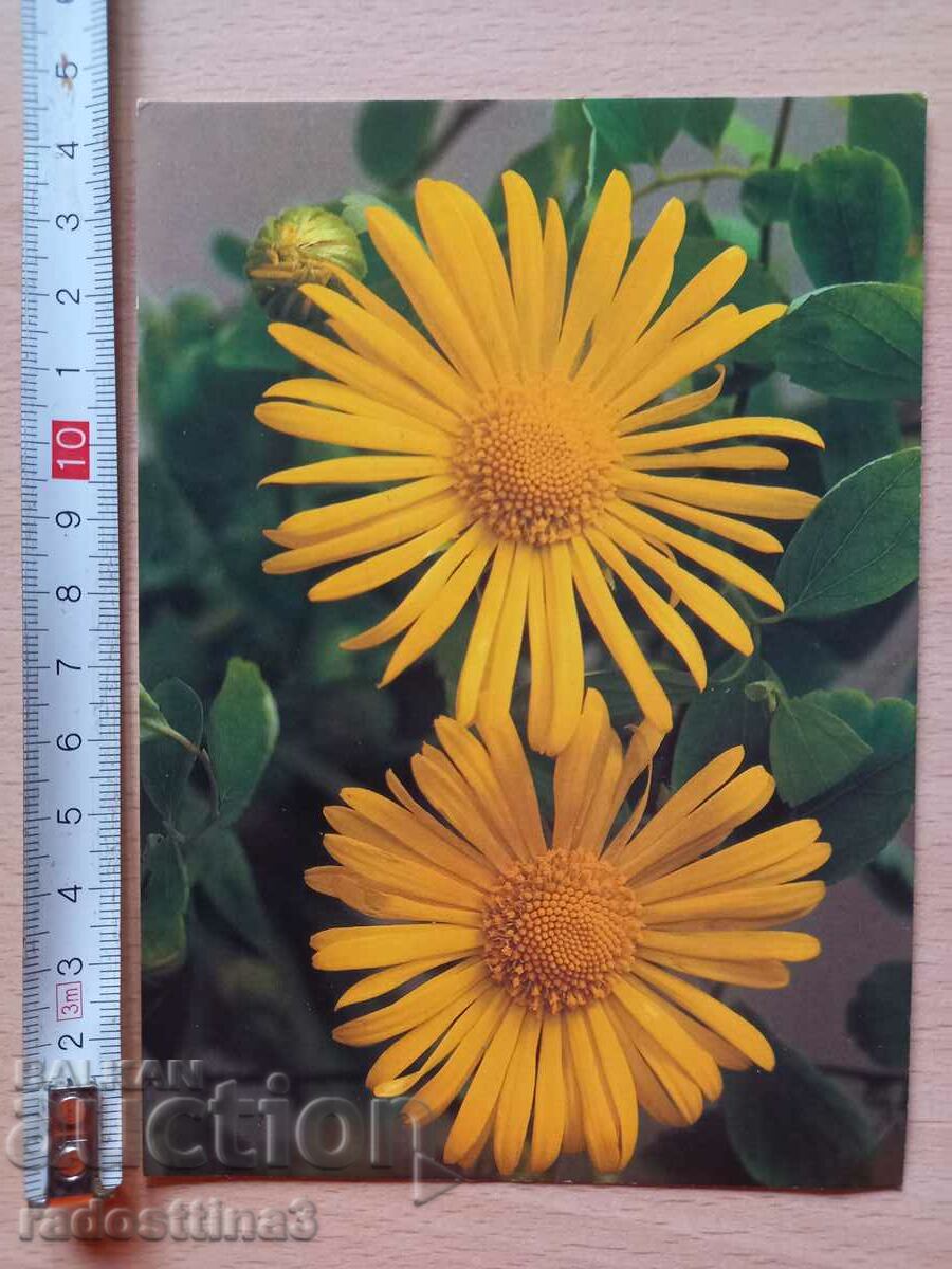 Καρτ ποστάλ Λουλούδια Chehoslovakia Καρτ ποστάλ Λουλούδια Chehoslovakia
