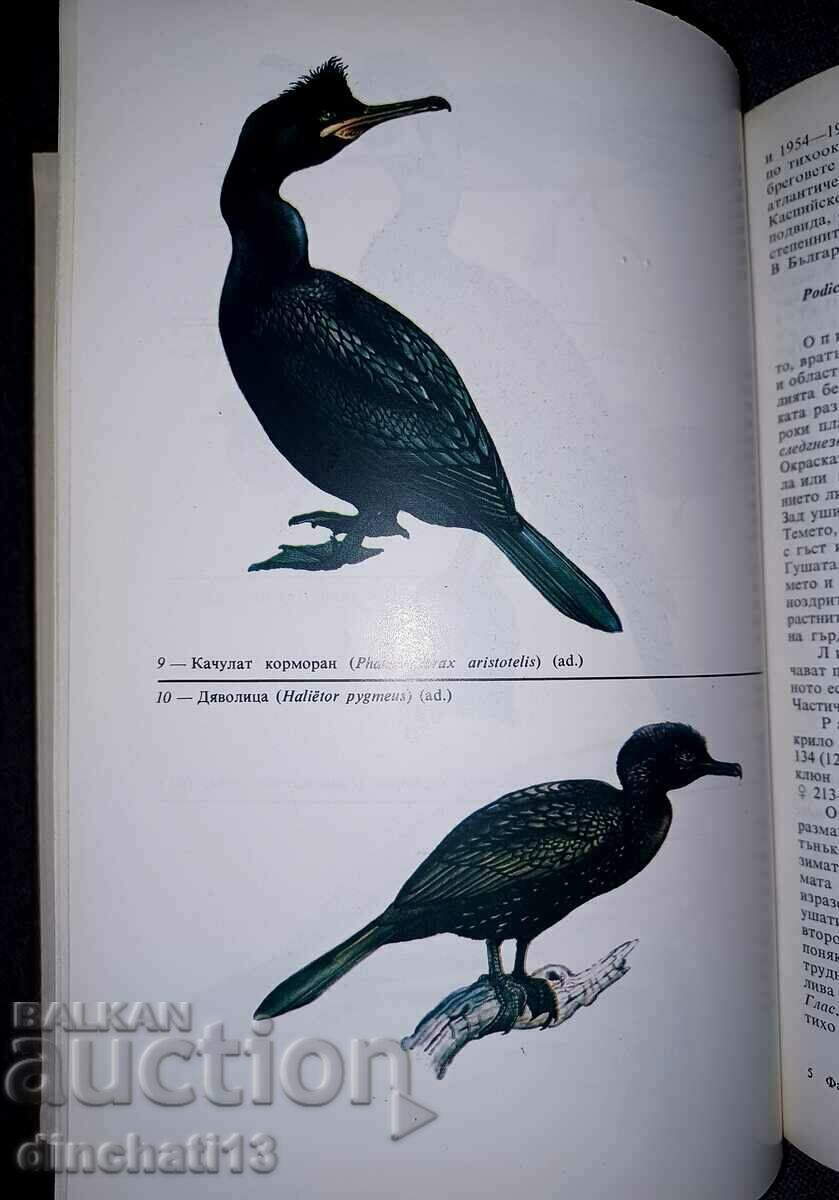 Auction Fauna of Bulgaria. Volume 20. Part 1 Aves Auction Fauna of Bulgaria. Volume 20. Part 1 Aves