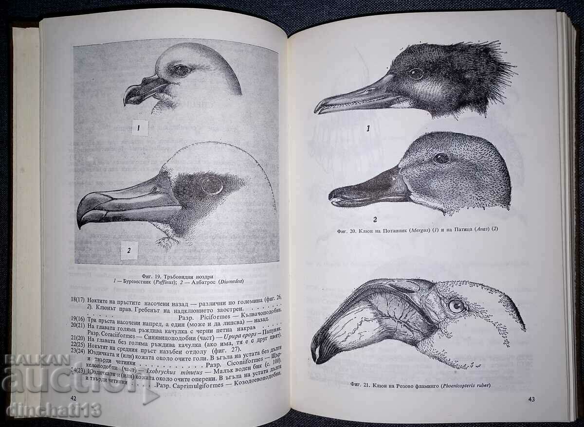 Fauna of Bulgaria. Volume 20. Part 1 Aves - 5 Fauna of Bulgaria. Volume 20. Part 1 Aves - 5