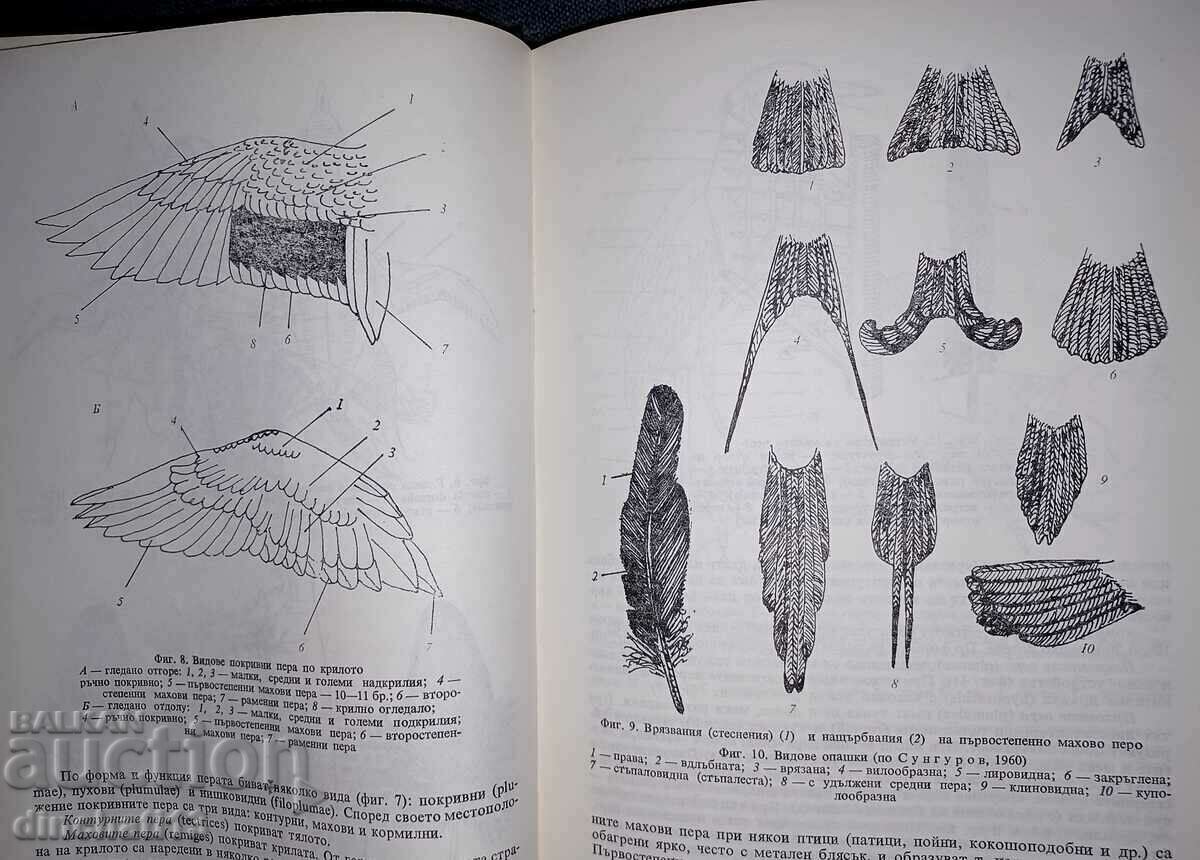 Fauna of Bulgaria. Volume 20. Part 1 Aves - 7 Fauna of Bulgaria. Volume 20. Part 1 Aves - 7