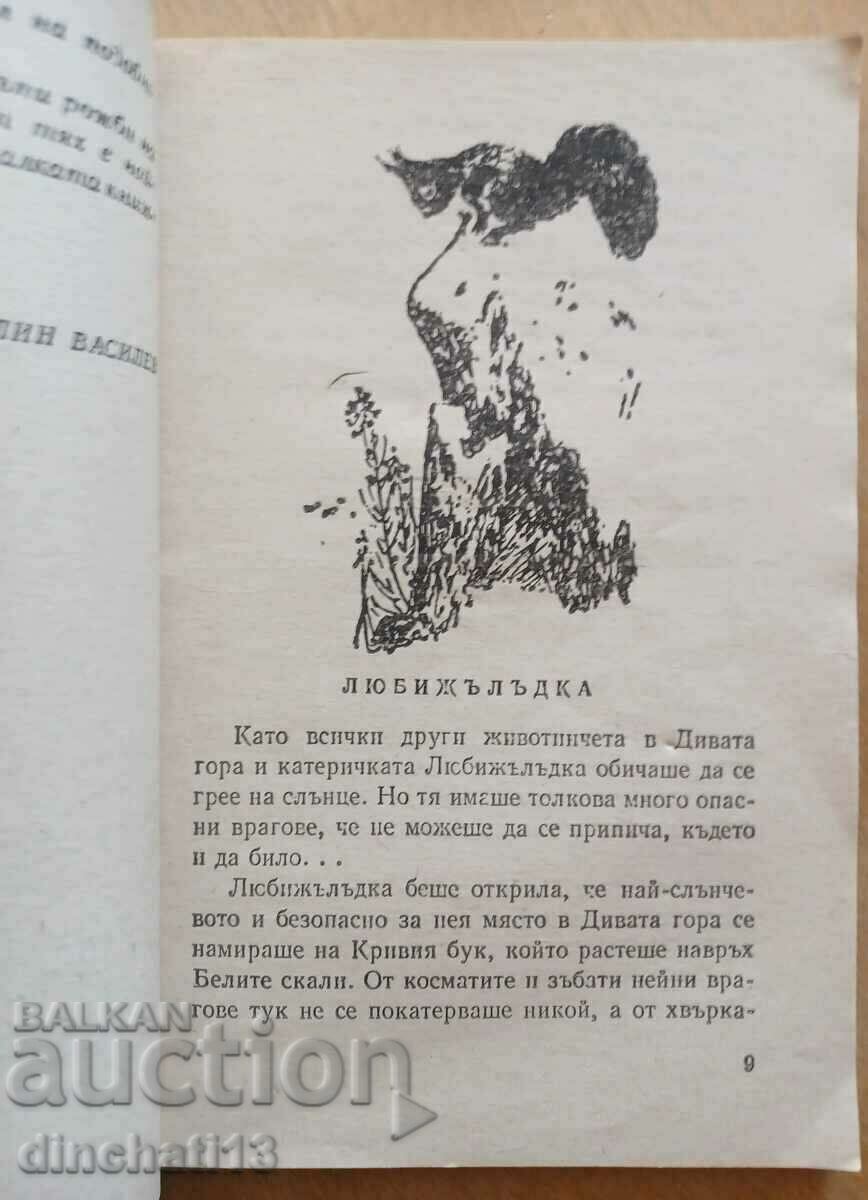 The wild forest: Orlin Vassilev - 6 The wild forest: Orlin Vassilev - 6