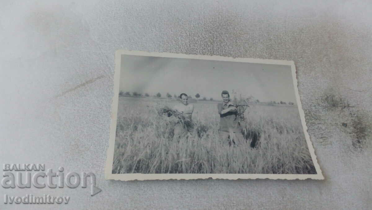 Fotografie Doi secerători în câmp