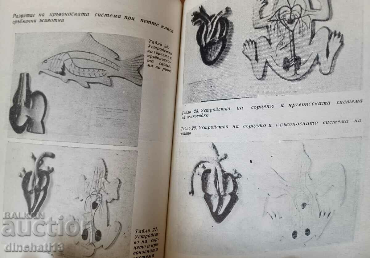 Use of visual aids in teaching biology with price 4.00 BGN | € 2.05 Use of visual aids in teaching biology with price 4.00 BGN | € 2.05