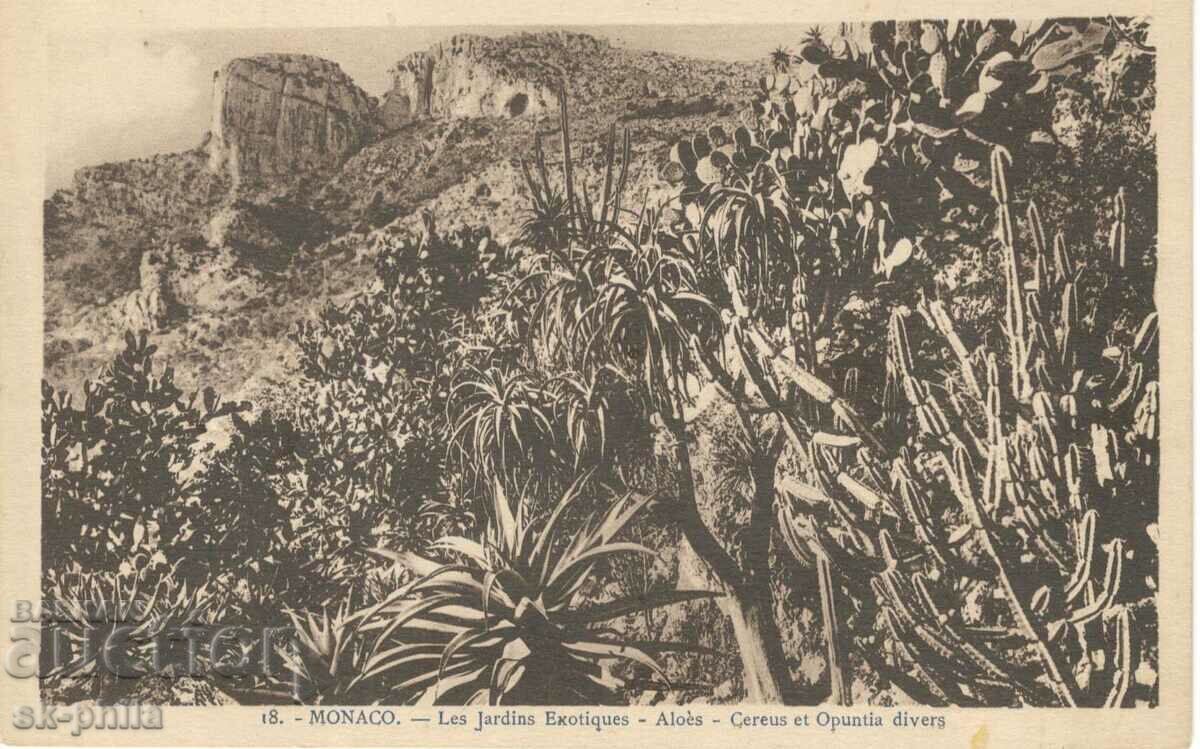 Carte poștală veche - Monaco, Grădina Botanică
