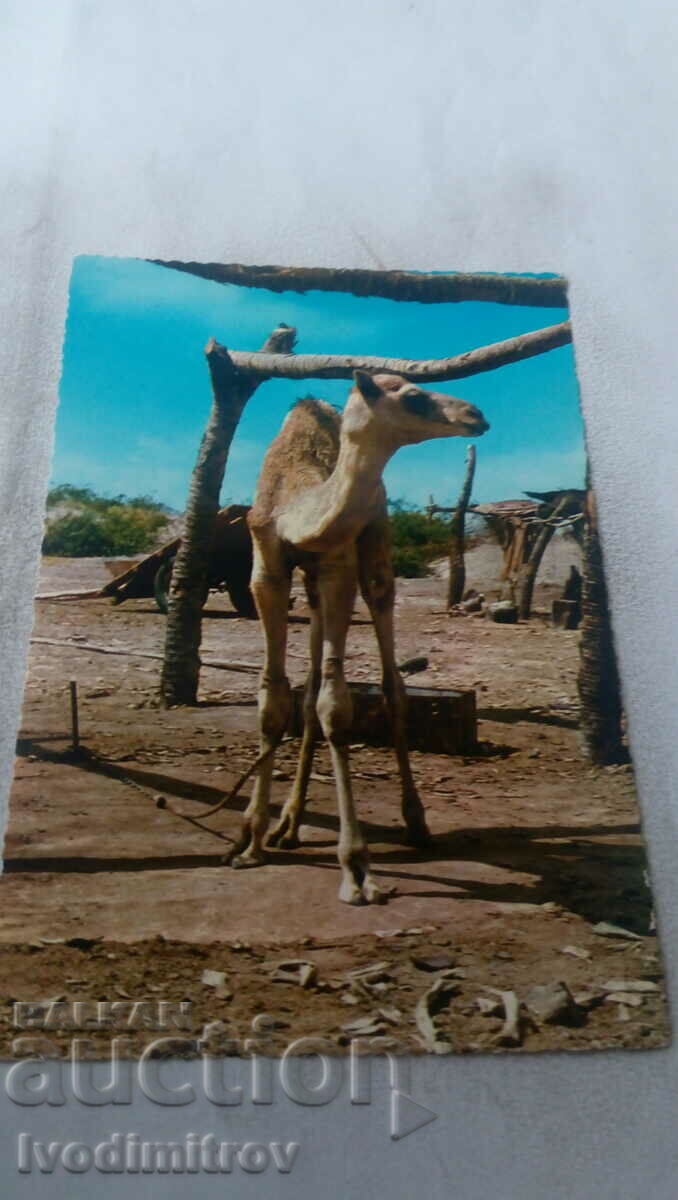 Postcard Camel at Hiswa Village