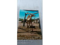 Carte poștală Camel la Hiswa Village