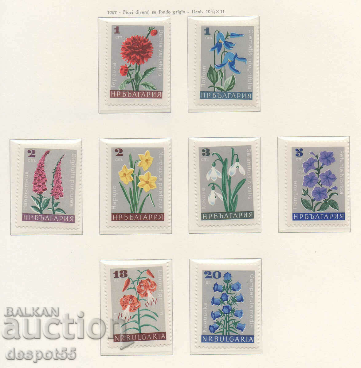 1966. Bulgaria. Garden flowers on a gray background.