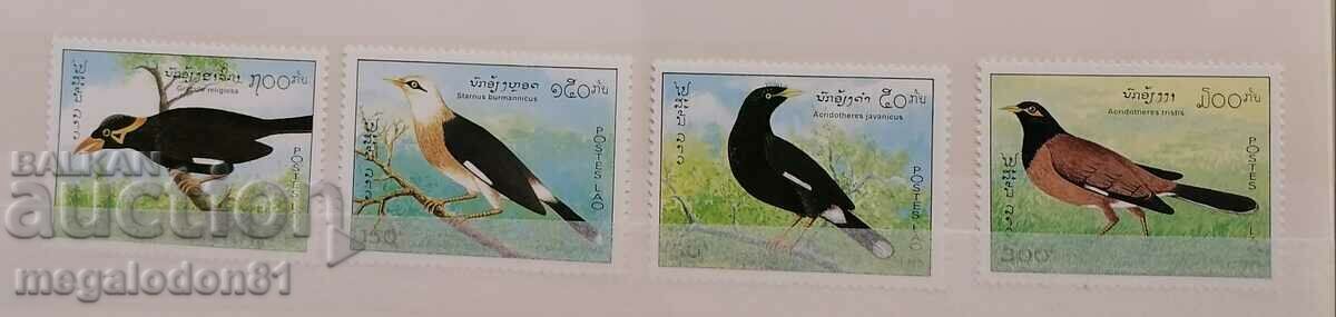 Laos - birds