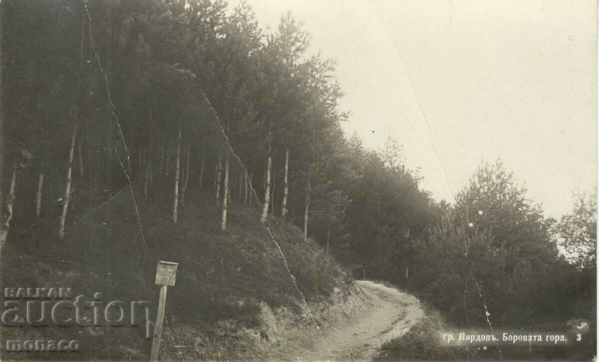 Carte poștală veche - Pirdopi, Pădurea de pini