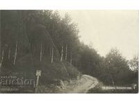 Old postcard - Pirdopi, Pine forest