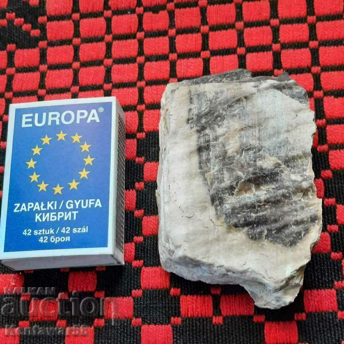 Вкаменено опализирано дърво. Вкаменено опализирано дърво.