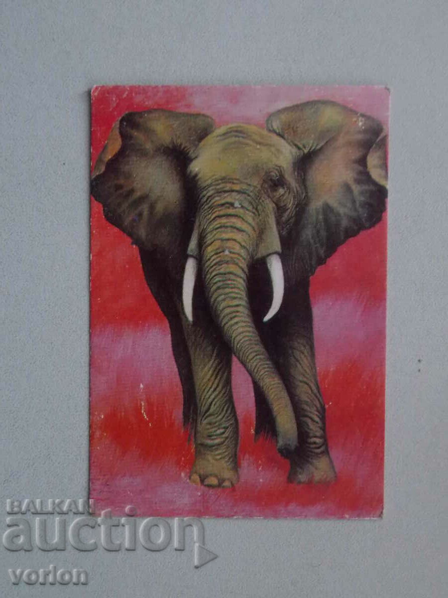 Calendar: African Elephant - 1978