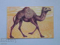 One-humped camel calendar - 1979
