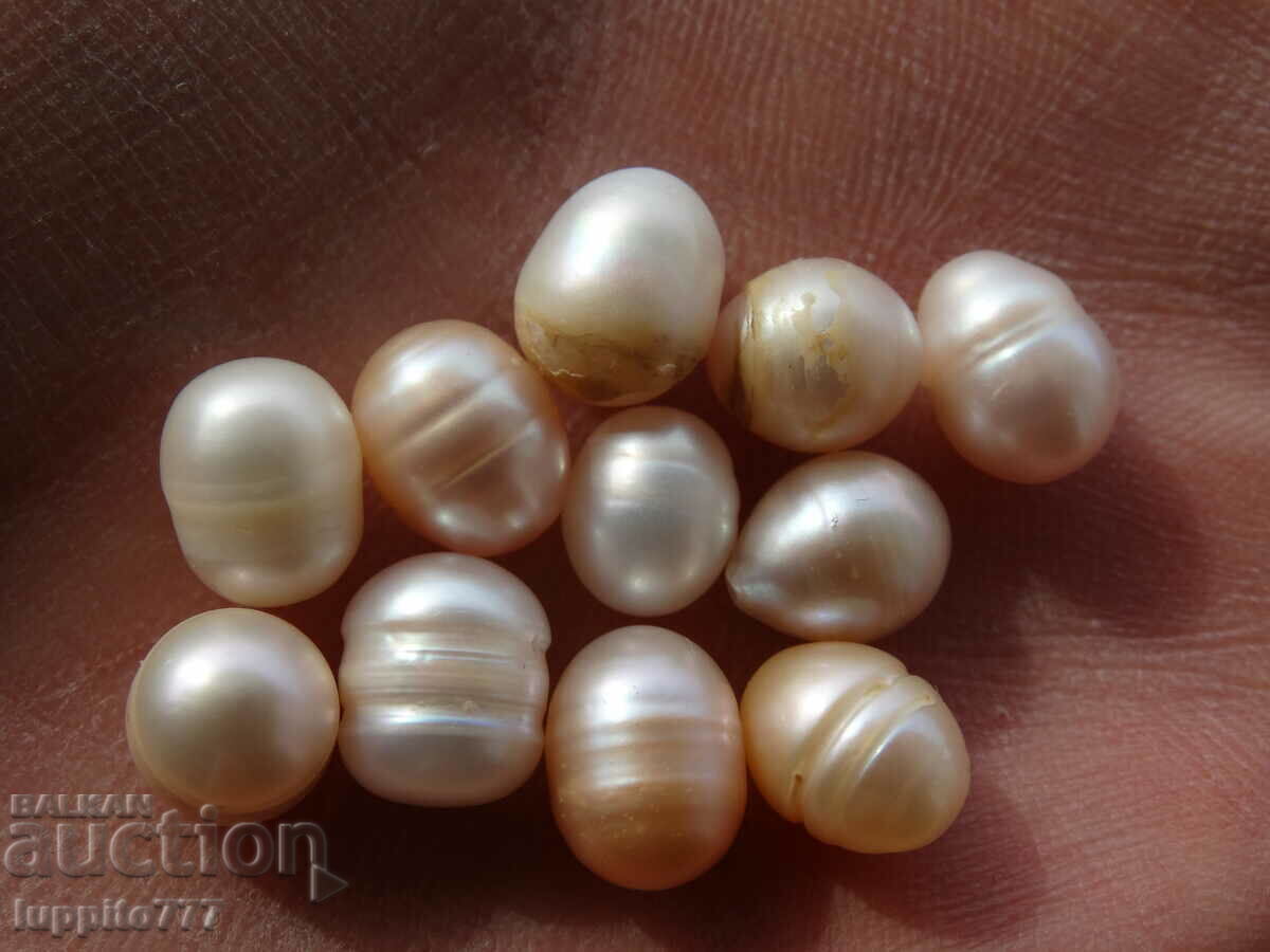 Φυσικά ακατέργαστα μαργαριτάρια akoya 48,90 καρατίων 11 τεμάχια με τιμή 69.99 BGN | € 35.79 Φυσικά ακατέργαστα μαργαριτάρια akoya 48,90 καρατίων 11 τεμάχια με τιμή 69.99 BGN | € 35.79