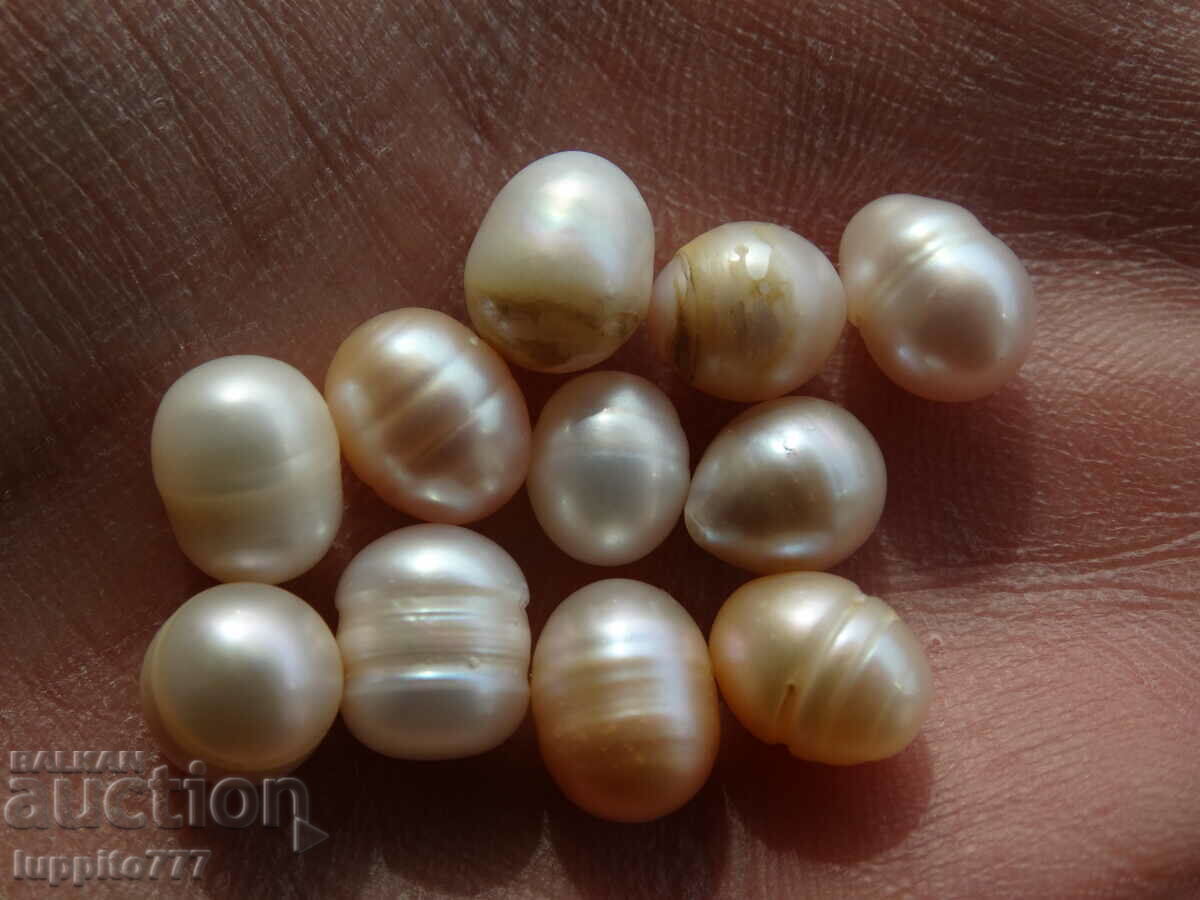 Φυσικά ακατέργαστα μαργαριτάρια akoya 48,90 καρατίων 11 τεμάχια - 5 Φυσικά ακατέργαστα μαργαριτάρια akoya 48,90 καρατίων 11 τεμάχια - 5