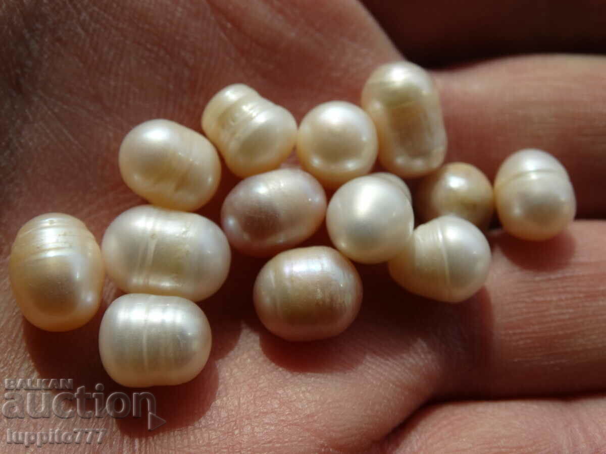 62.15 carat natural raw akoya pearls 13 pieces with price 69.99 BGN | € 35.79 62.15 carat natural raw akoya pearls 13 pieces with price 69.99 BGN | € 35.79