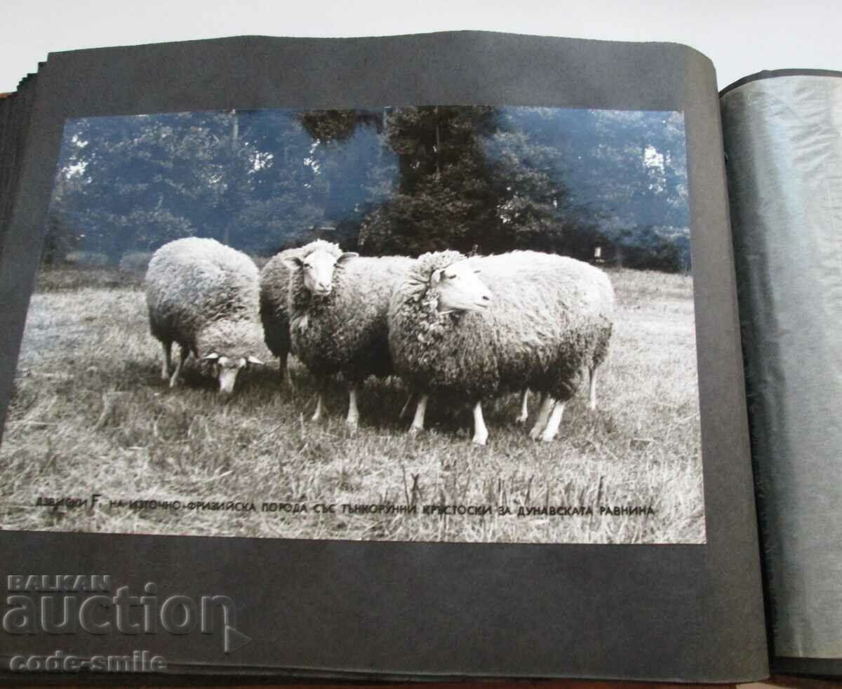 Star Sots album large photos exhibition sheep farming rams sheep - 5