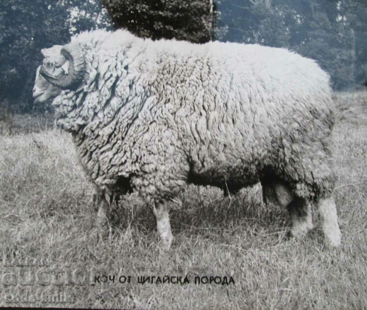 Star Sots album large photos exhibition sheep farming rams sheep - 7