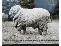 Стар Соц албум големи снимки изложба овцевъдство кочове овце