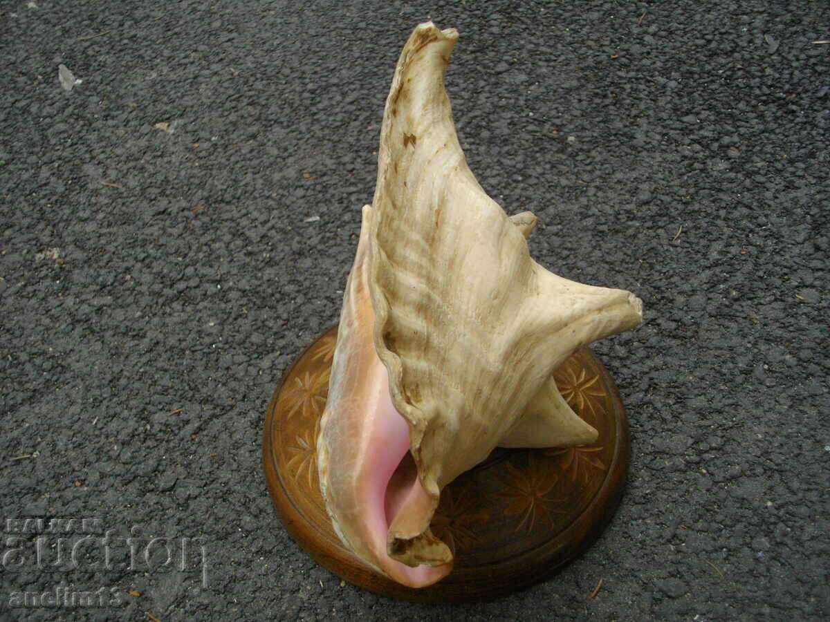 ГОЛЯМА РАКОВИНА РАПАН с цена € 33.00 | 64.54 лв.