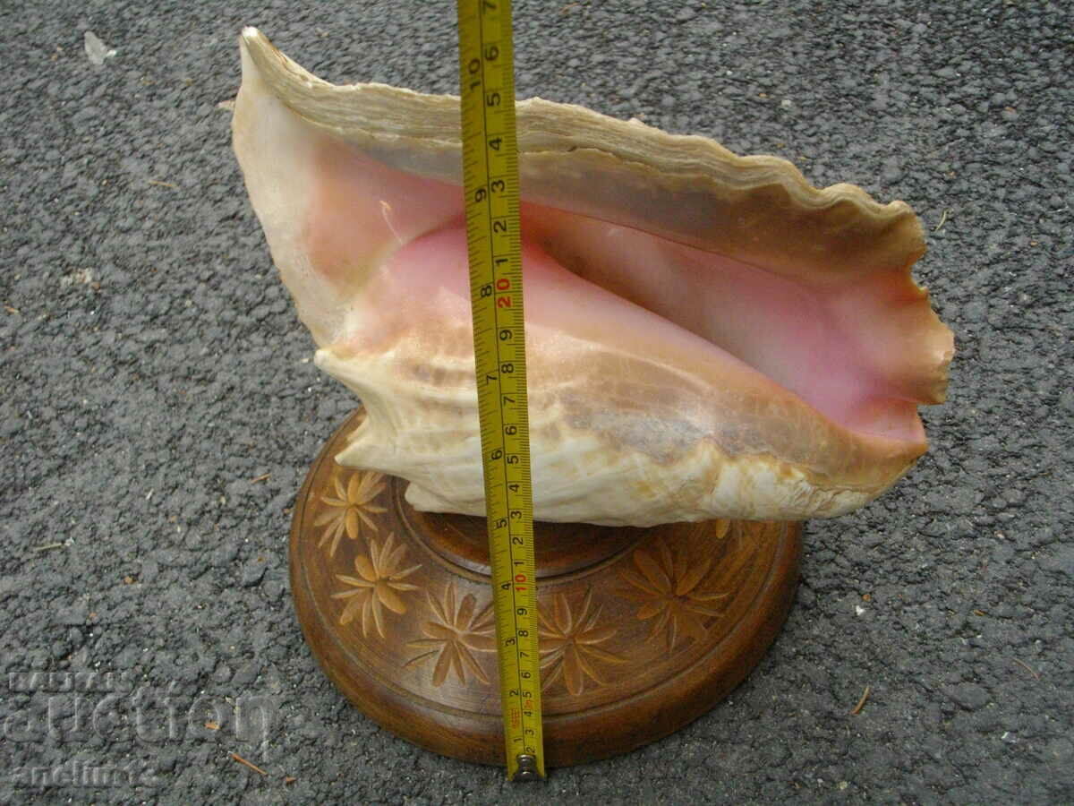 ГОЛЯМА РАКОВИНА РАПАН - 7