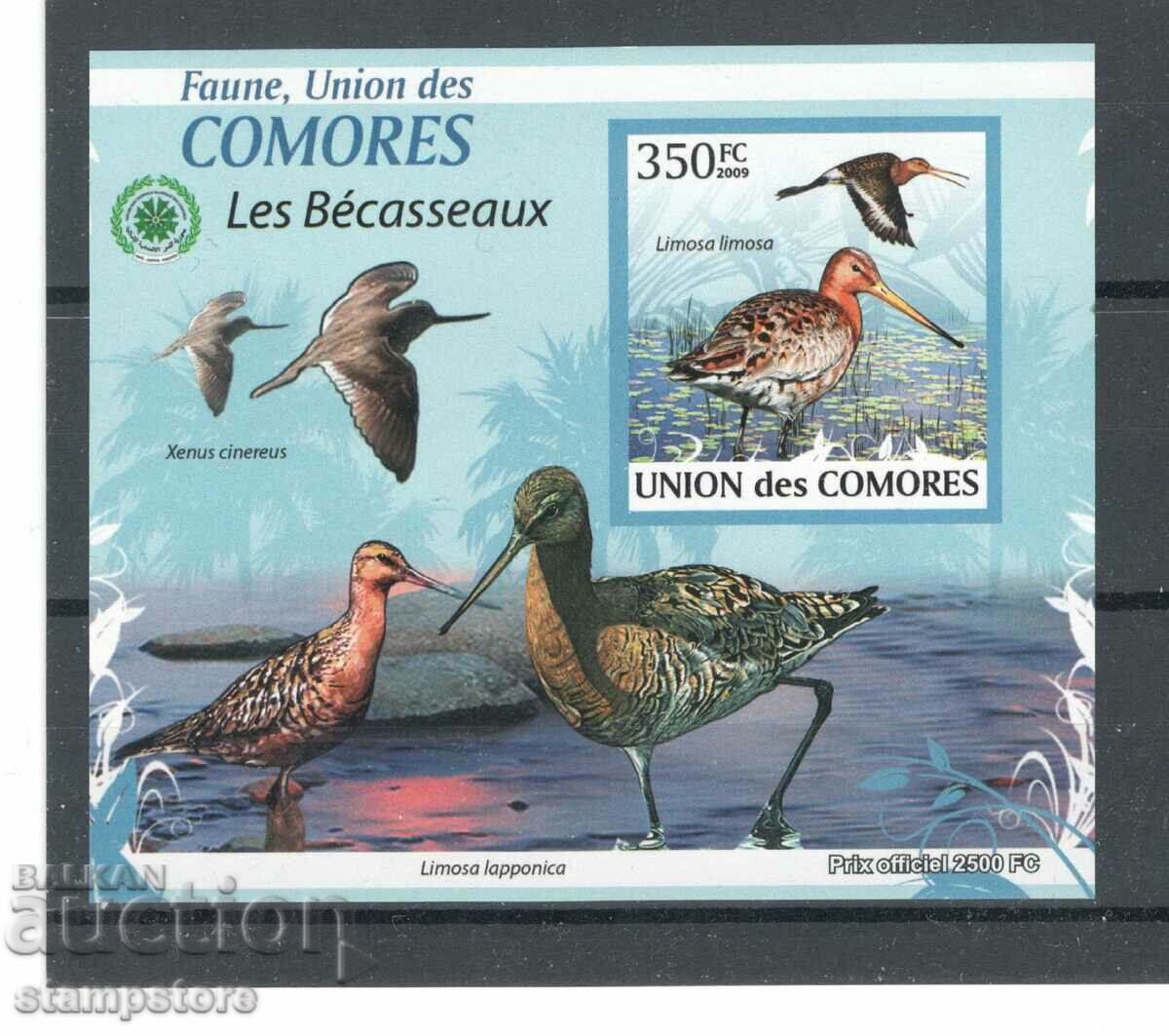 Νησιά Κομόρες - Πουλιά