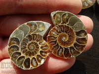 BZC! 137.95 ct natural ammonite Jurassic 2 pc pair of 1 st.!