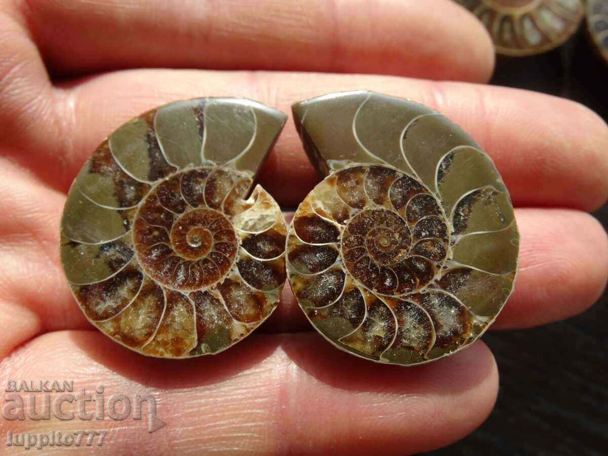 118.10 kth natural ammonite Jurassic 2 pcs. a pair with price 89.00 BGN | € 45.50 118.10 kth natural ammonite Jurassic 2 pcs. a pair with price 89.00 BGN | € 45.50