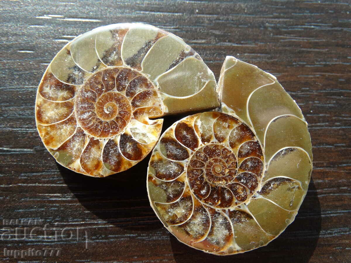Auction 118.10 kth natural ammonite Jurassic 2 pcs. a pair Auction 118.10 kth natural ammonite Jurassic 2 pcs. a pair