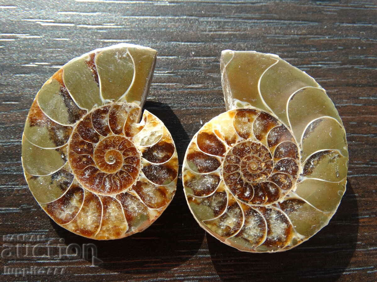 Delivery of 118.10 kth natural ammonite Jurassic 2 pcs. a pair Delivery of 118.10 kth natural ammonite Jurassic 2 pcs. a pair