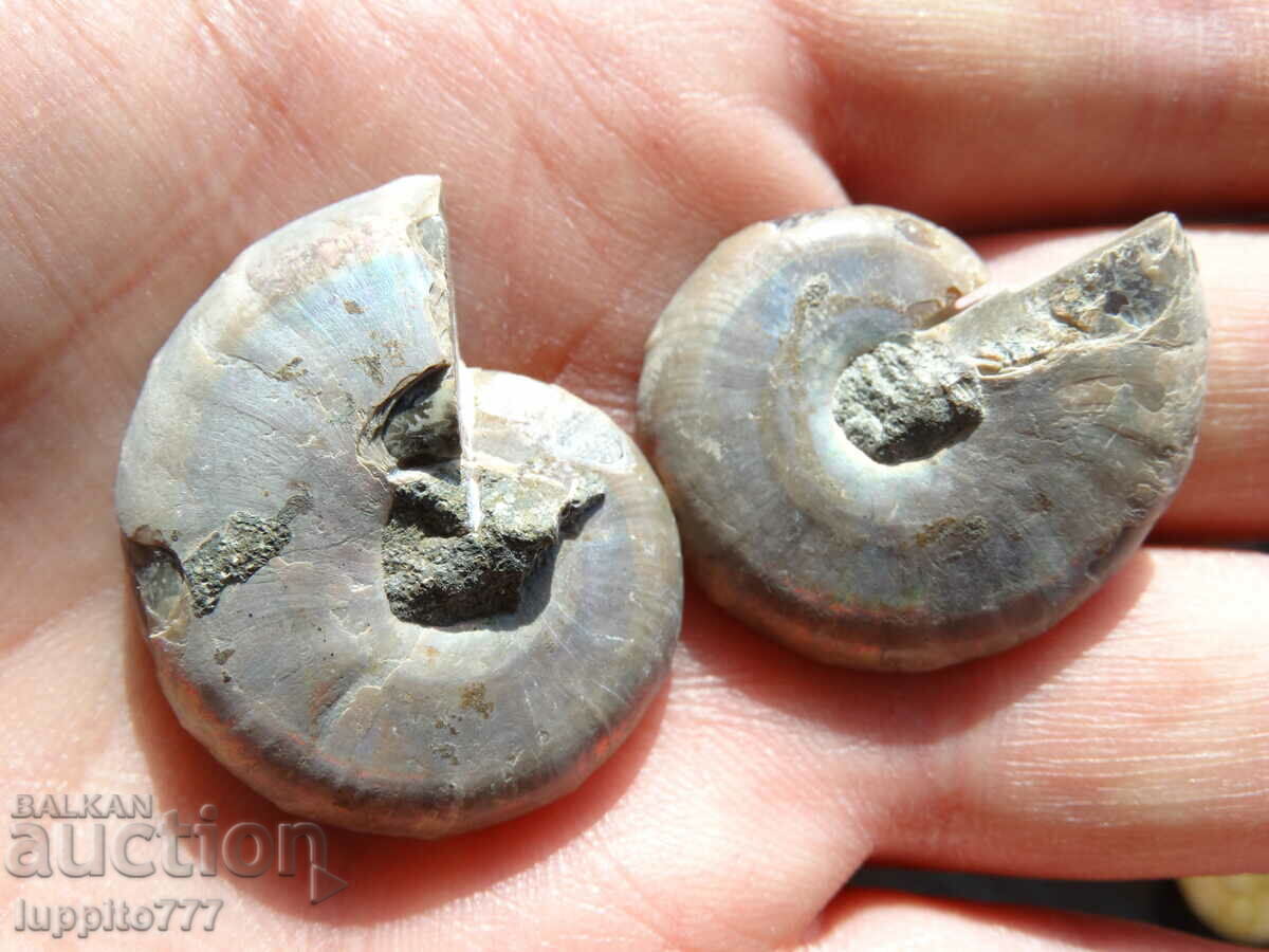 118.10 kth natural ammonite Jurassic 2 pcs. a pair - 5 118.10 kth natural ammonite Jurassic 2 pcs. a pair - 5