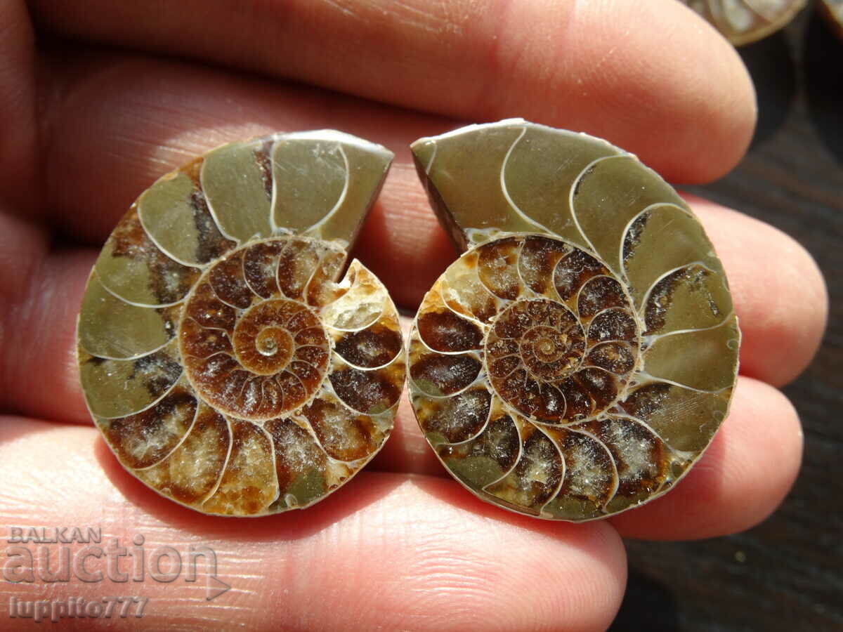118.10 kth natural ammonite Jurassic 2 pcs. a pair