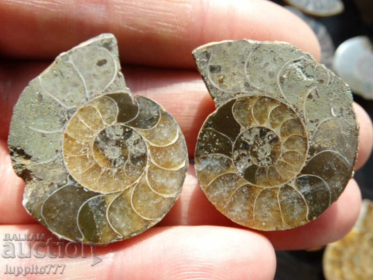 Auction  133.30 k natural ammonite Jurassic 2 pcs. a pair
