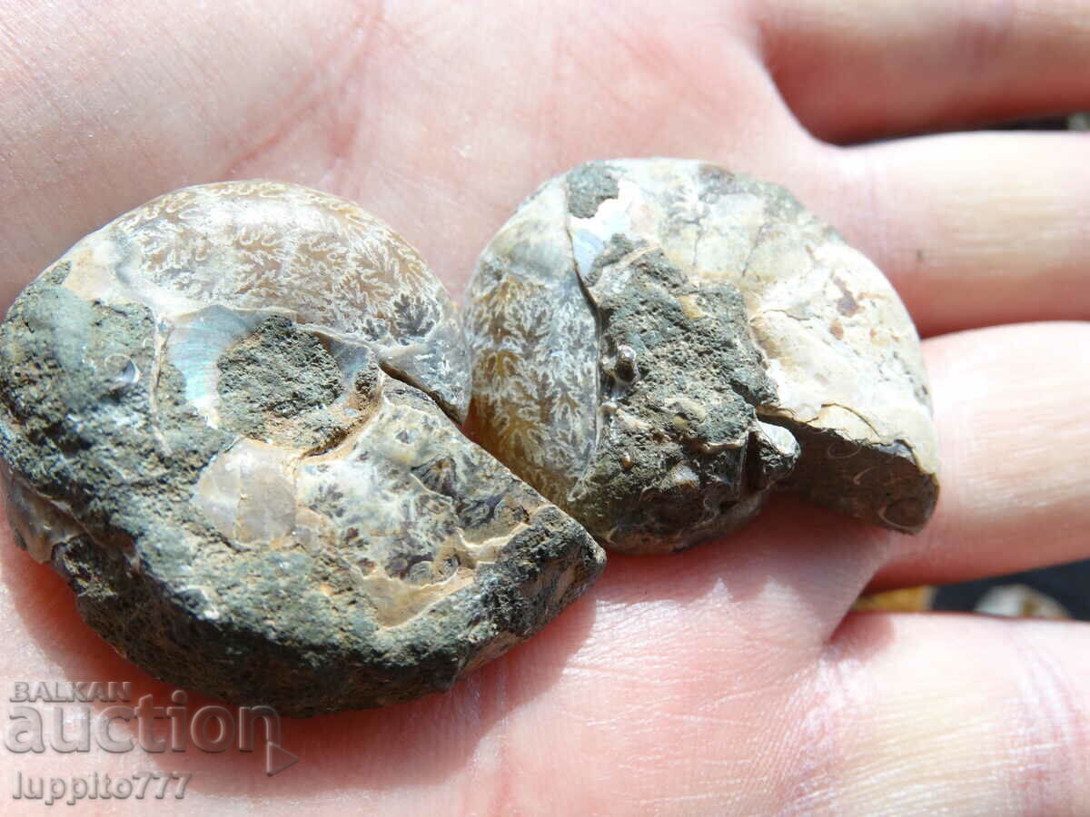 Delivery of 133.30 k natural ammonite Jurassic 2 pcs. a pair