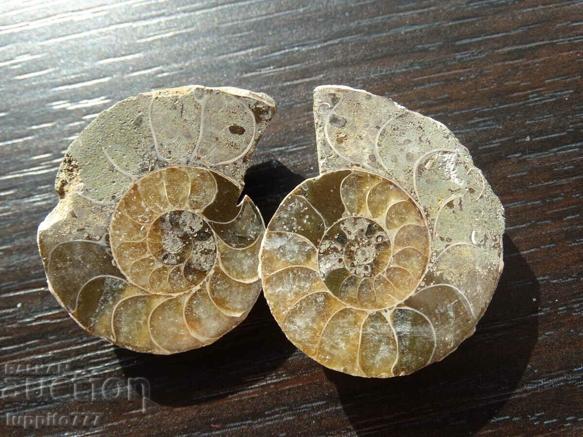 133.30 k natural ammonite Jurassic 2 pcs. a pair