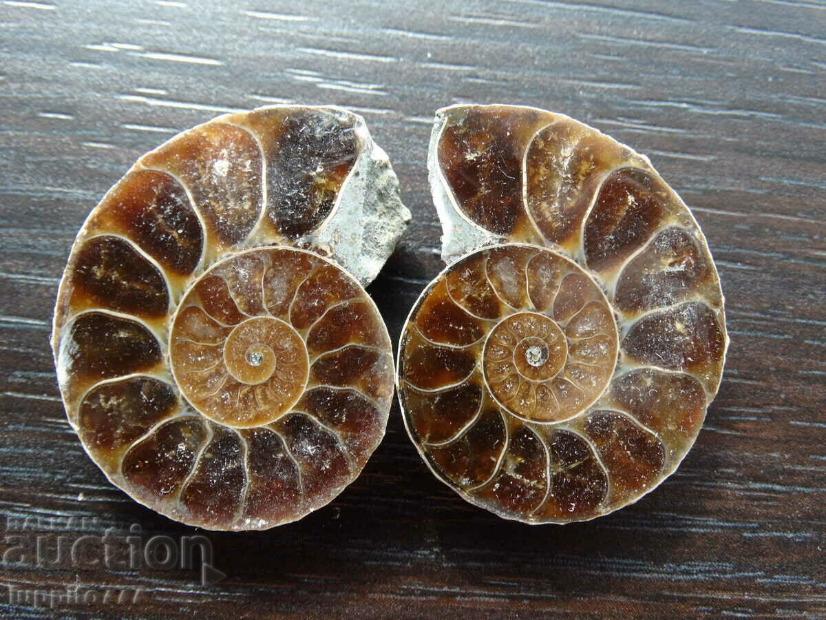 110.20 kth natural ammonite Jurassic 2 pcs. a pair with price 89.00 BGN | € 45.50