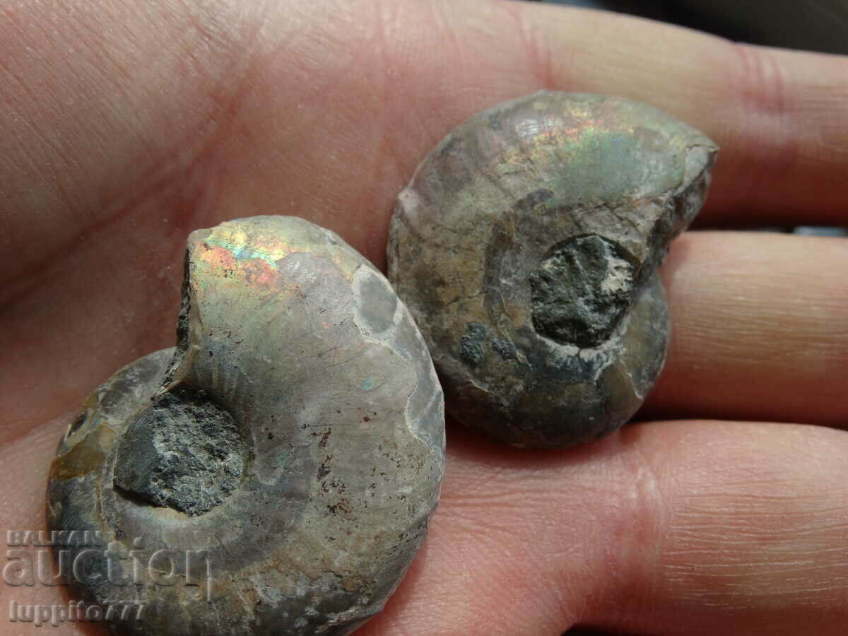 Auction  110.20 kth natural ammonite Jurassic 2 pcs. a pair