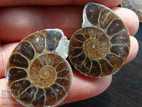 110.20 kth natural ammonite Jurassic 2 pcs. a pair