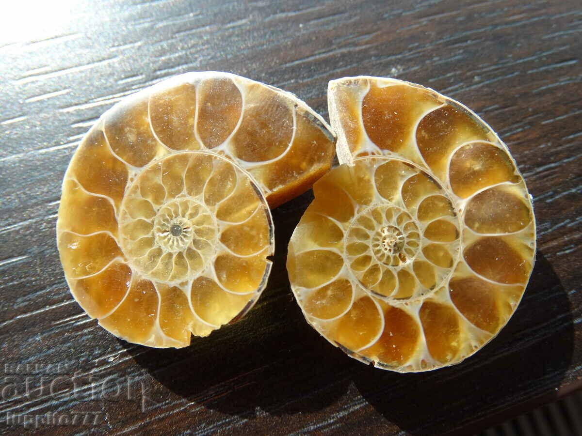 103,55 k φυσικός αμμωνίτης Jurassic 2 τεμ. ένα ζεύγος με τιμή 89.00 BGN | € 45.50